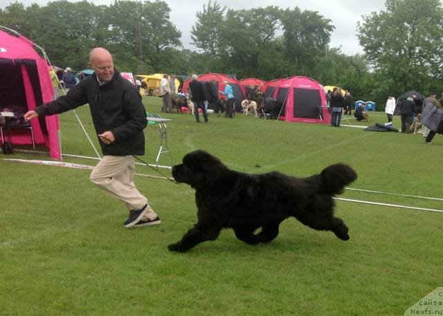 Фото: ньюфаундленд P.M.T. Starry Town for Shadows Eternity