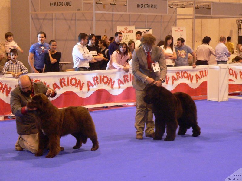 Фото: ньюфаундленд Aquatoriya Kelvin Happy Del Valle Largo (Акватория Келвин Хеппи Дель Валле Ларго)