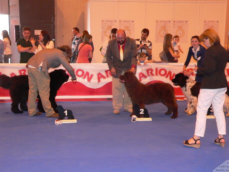 Фото: ньюфаундленд Aquatoriya Kelvin Happy Del Valle Largo (Акватория Келвин Хеппи Дель Валле Ларго)