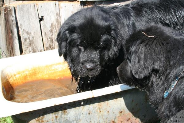 Фото: ньюфаундленд Usatyiy Nyan' Timosha (Усатый Нянь Тимоша), ньюфаундленд Drive Me Crazy of Apachee's Home