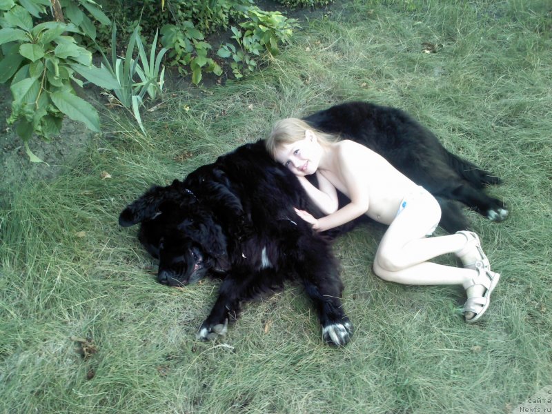 Фото: ньюфаундленд Arna (Арна)