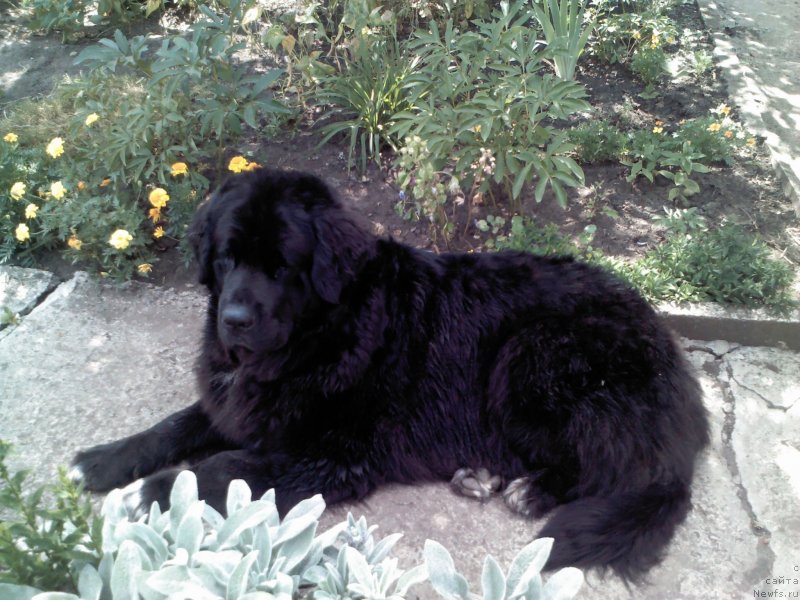 Фото: ньюфаундленд Arna (Арна)