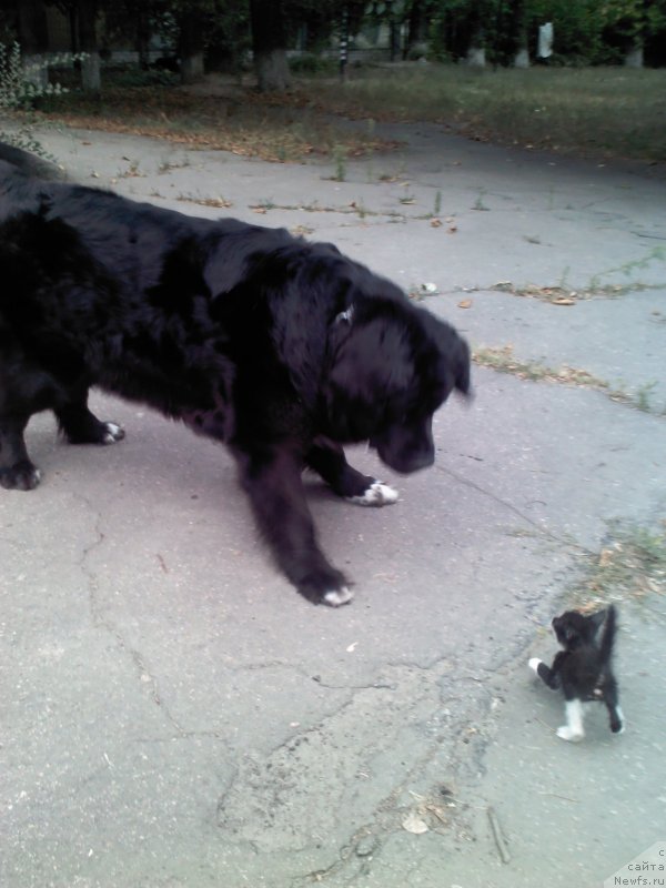 Фото: ньюфаундленд Arna (Арна)