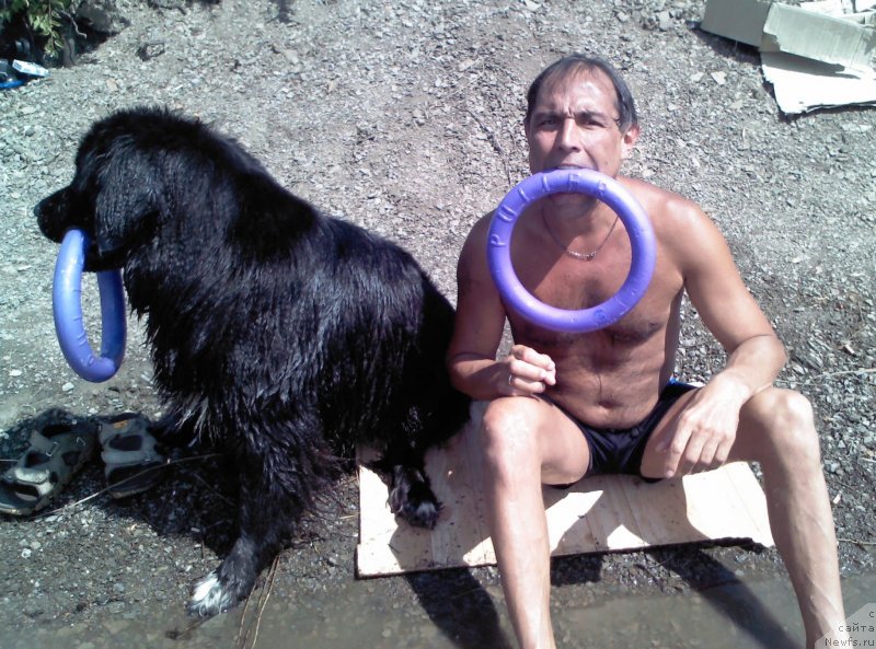 Фото: ньюфаундленд Baffi (Баффи)