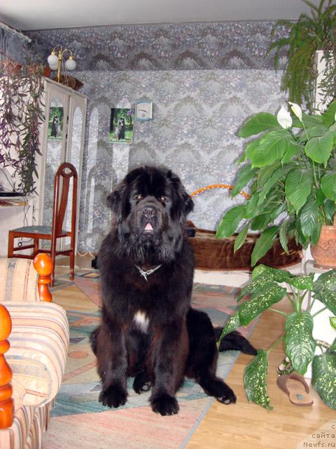 Фото: ньюфаундленд Potap Fidel' (Потап Фидель)