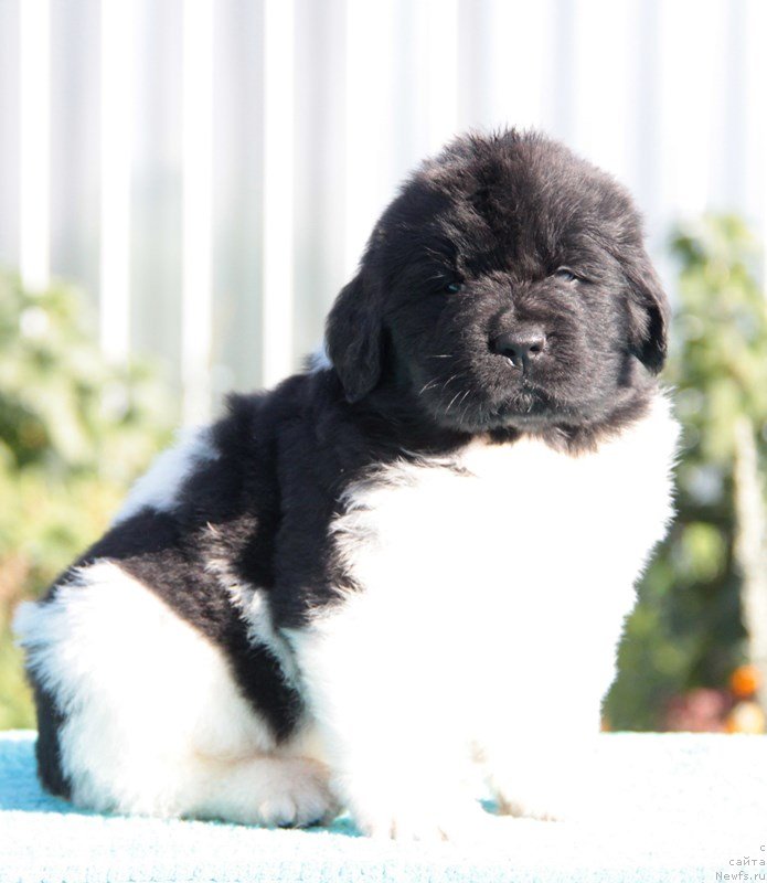 Фото: ньюфаундленд Akvian Song Mario (Аквиан Сонг Марио)