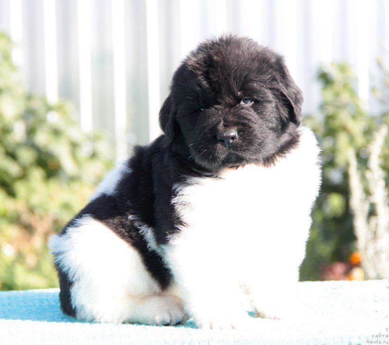 Фото: ньюфаундленд Akvian Song Mario (Аквиан Сонг Марио)