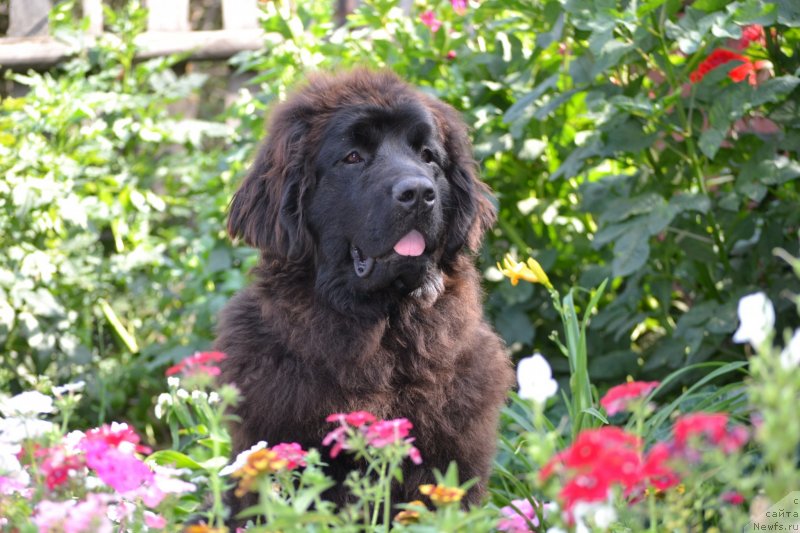 Фото: ньюфаундленд Aquatoriya Kelvin Sharliz (Акватория Келвин Шарлиз)