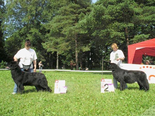Фото: ньюфаундленд Plushevaya Panda Anabella Beautiful (Плюшевая Панда Анабелла Бьютифул), ньюфаундленд Bjornebandens Push Up Patricia