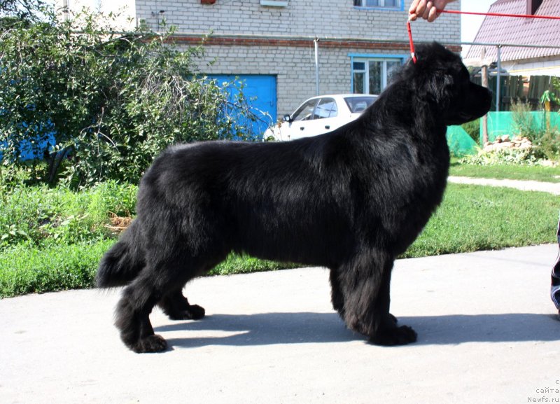 Фото: ньюфаундленд Super Premium Jani Monik (Супер Премиум Жани Моник)