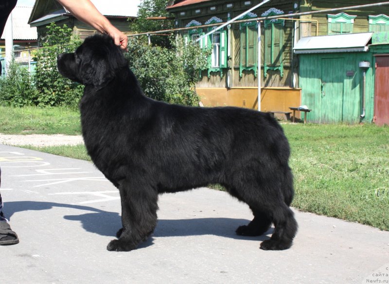 Фото: ньюфаундленд Super Premium Jani Monik (Супер Премиум Жани Моник)