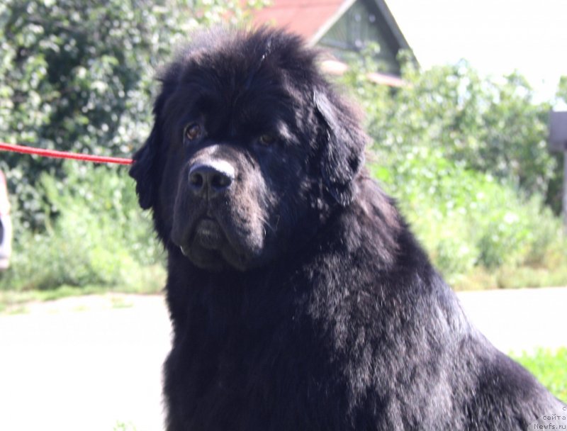 Фото: ньюфаундленд Super Premium Jani Monik (Супер Премиум Жани Моник)