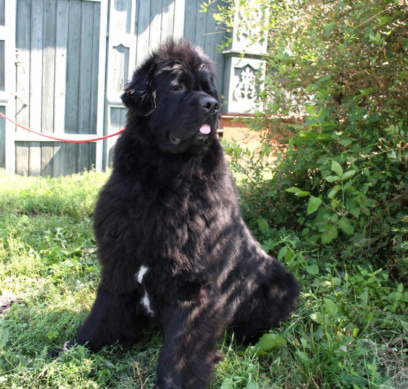 Фото: ньюфаундленд Super Premium Jani Monik (Супер Премиум Жани Моник)