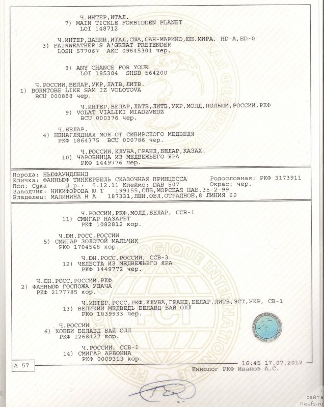 Фото: ньюфаундленд Fann'yuf Tinkerbel' Skazochnaya Princessa (Фанньюф Тинкербель Сказочная Принцесса)