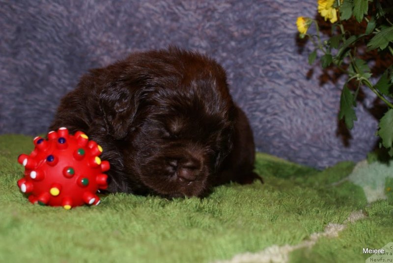 Фотография № 133125