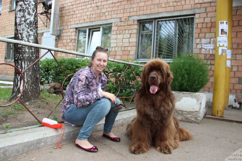 Фото: ньюфаундленд Barhatka Roskoshnaya (Бархатка Роскошная), Алена.