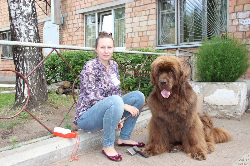 Фото: ньюфаундленд Barhatka Roskoshnaya (Бархатка Роскошная), Алена.