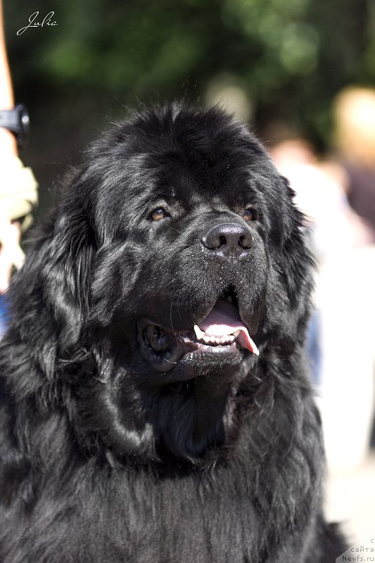 Фото: ньюфаундленд Ratmir iz Plemeni Kedra (Ратмир из Племени Кедра)