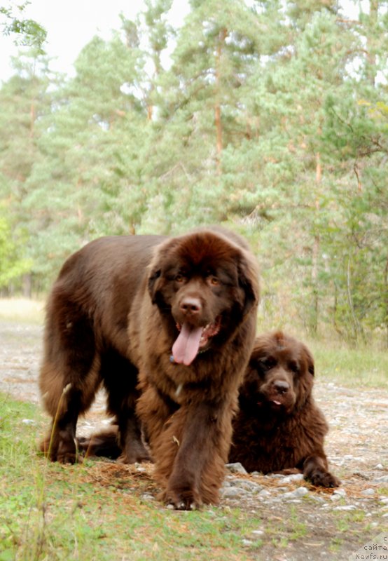 Фото: ньюфаундленд Aquatoriya Kelvin Heather Honey (Акватория Келвин Хизер Хани), ньюфаундленд Fann'yuf Aurika Abissiniya (Фанньюф Аурика Абиссиния)