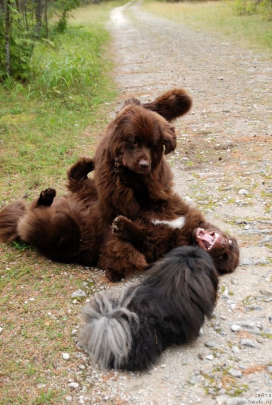 Фото: ньюфаундленд Aquatoriya Kelvin Heather Honey (Акватория Келвин Хизер Хани), ньюфаундленд Fann'yuf Aurika Abissiniya (Фанньюф Аурика Абиссиния), пекинес Каспар