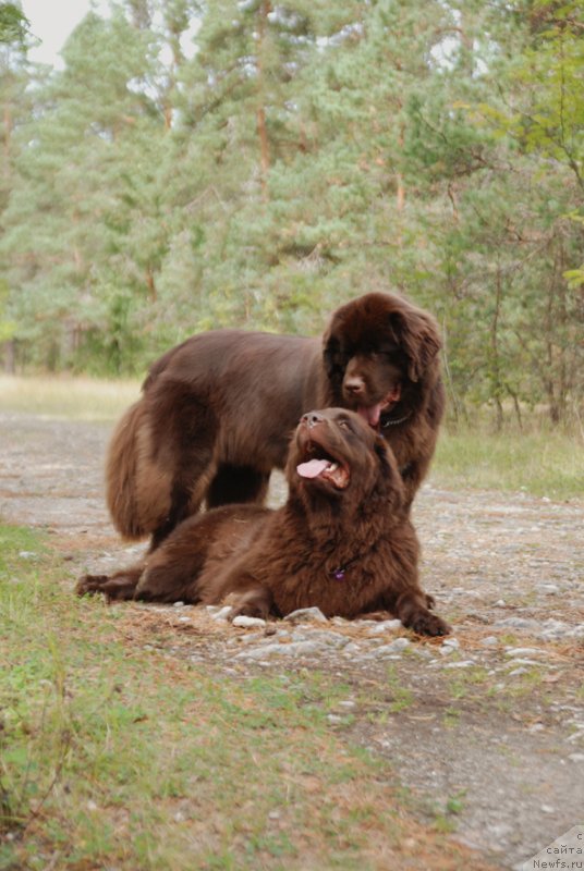 Фото: ньюфаундленд Aquatoriya Kelvin Heather Honey (Акватория Келвин Хизер Хани), ньюфаундленд Fann'yuf Aurika Abissiniya (Фанньюф Аурика Абиссиния)