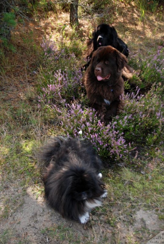 Фото: ньюфаундленд Dar Svezy Unessa Korona Australis (Дар Свезы Юнесса Корона Аустралис), ньюфаундленд Aquatoriya Kelvin Heather Honey (Акватория Келвин Хизер Хани), пекинес Каспар