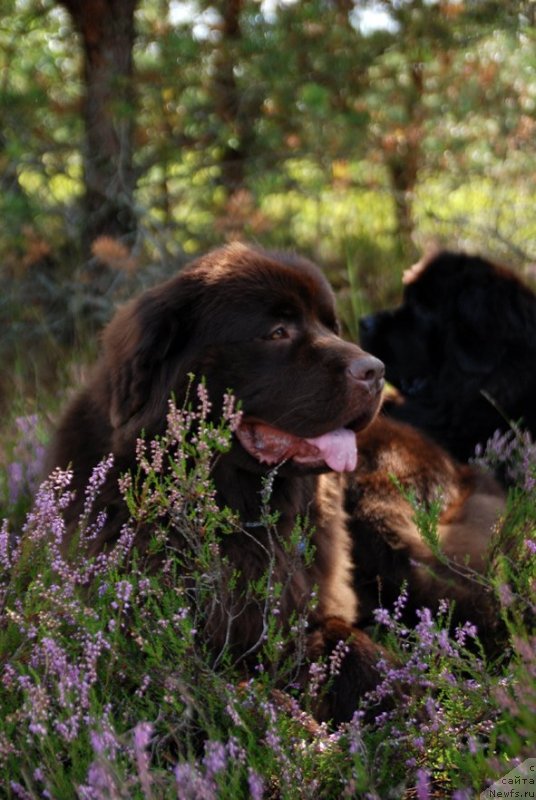 Фото: ньюфаундленд Dar Svezy Unessa Korona Australis (Дар Свезы Юнесса Корона Аустралис), ньюфаундленд Aquatoriya Kelvin Heather Honey (Акватория Келвин Хизер Хани)