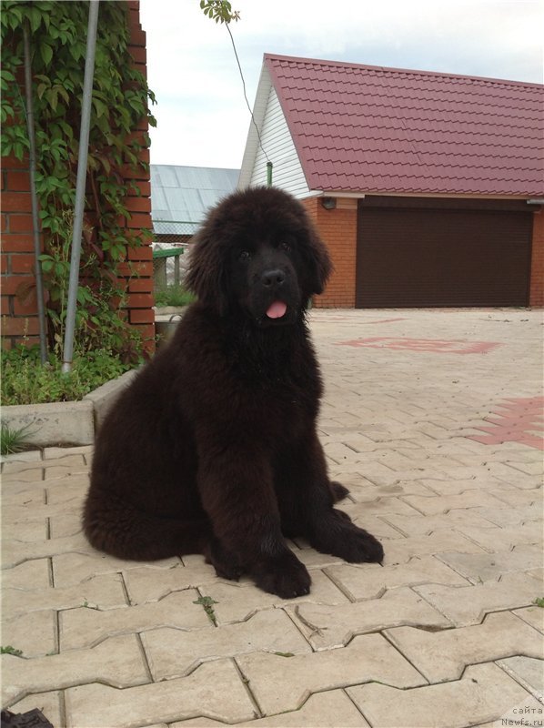 Фото: ньюфаундленд Viola Kosta Lamponi (Виола Коста Лампони)