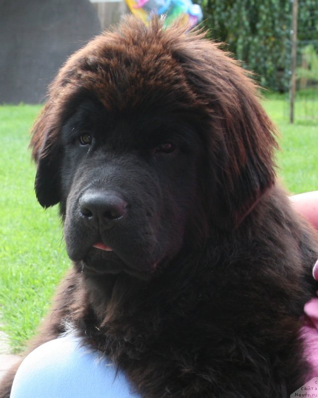 Фото: ньюфаундленд The Most Beautiful Dark New Wave