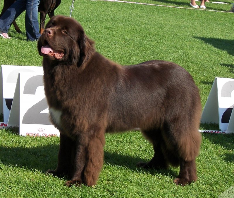 Фото: ньюфаундленд Aquatoriya Kelvin Heather Honey (Акватория Келвин Хизер Хани)