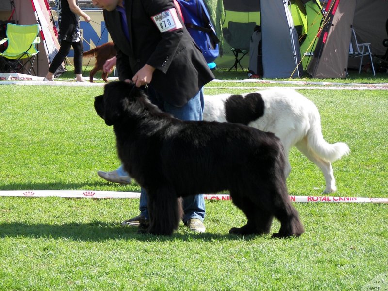 Фото: ньюфаундленд Wave Seekers Pacifica