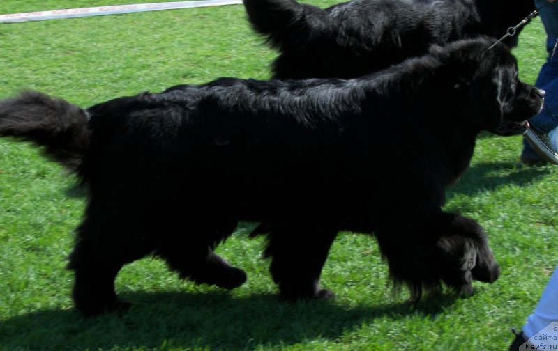 Фото: ньюфаундленд Aarnikarhun Harum Scarum