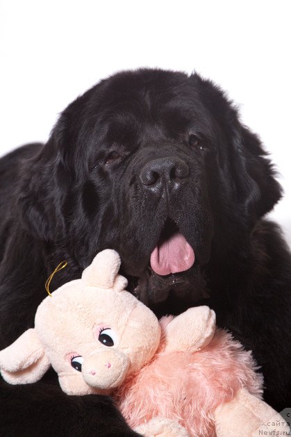 Фото: ньюфаундленд Pchiolkin Dom Vostorg Dushi (Пчёлкин Дом Восторг Души)