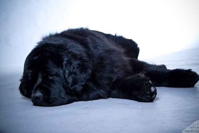 Фото: ньюфаундленд Pchiolkin Dom Vostorg Dushi (Пчёлкин Дом Восторг Души)