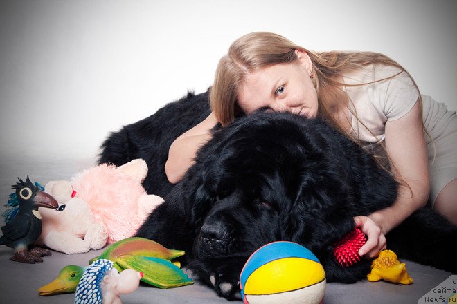 Фото: ньюфаундленд Pchiolkin Dom Vostorg Dushi (Пчёлкин Дом Восторг Души)