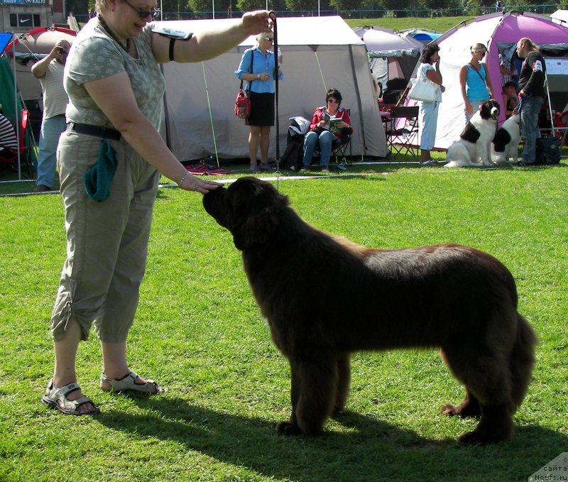 Фото: ньюфаундленд Aquatoriya Kelvin Heather Honey (Акватория Келвин Хизер Хани), Ekaterina Benken (Екатерина Бенкен)
