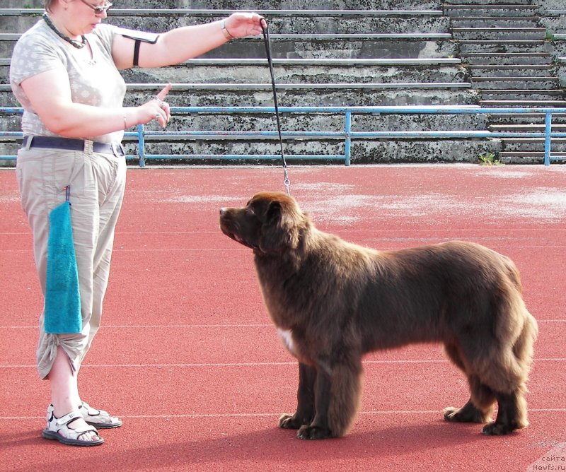 Фото: ньюфаундленд Aquatoriya Kelvin Heather Honey (Акватория Келвин Хизер Хани), Ekaterina Benken (Екатерина Бенкен)