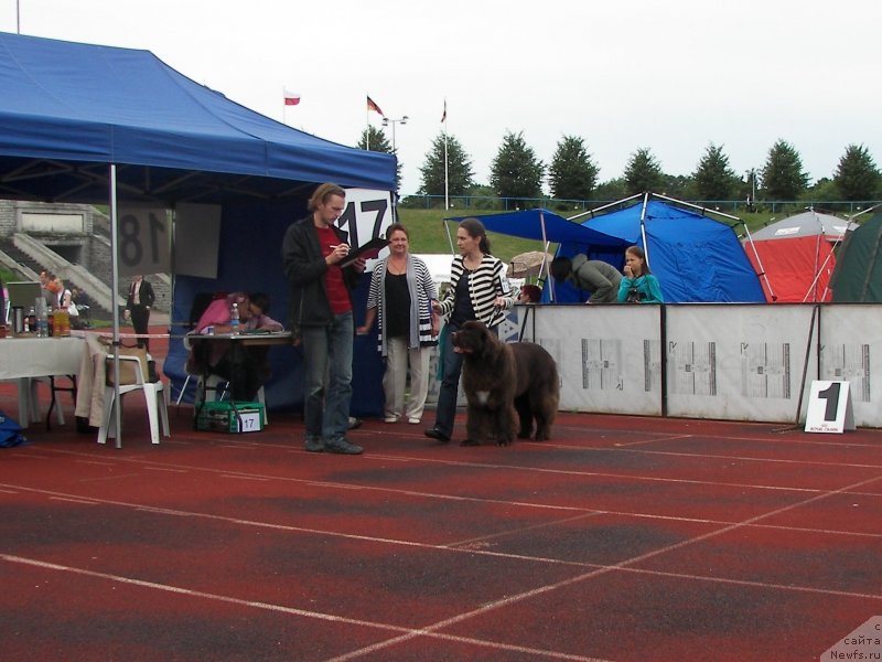 Фото: ньюфаундленд Aquatoriya Kelvin Heather Honey (Акватория Келвин Хизер Хани), Inga Goncharenko (Инга Гончаренко)