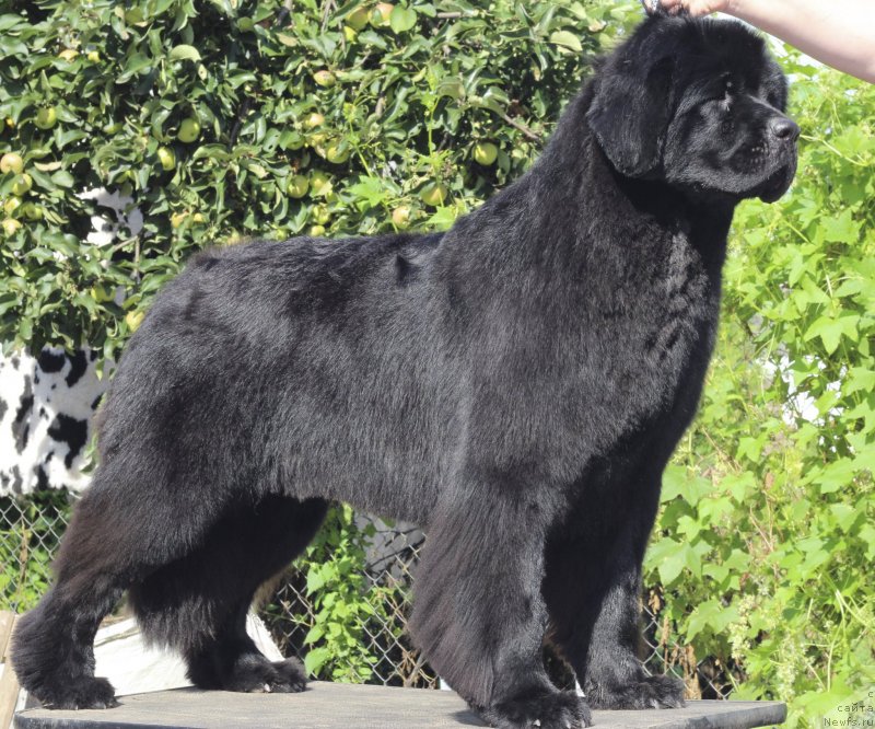 Фото: ньюфаундленд Very Fairweathers Zhade