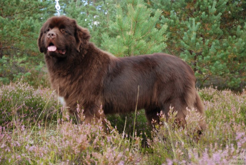 Фото: ньюфаундленд Aquatoriya Kelvin Heather Honey (Акватория Келвин Хизер Хани)