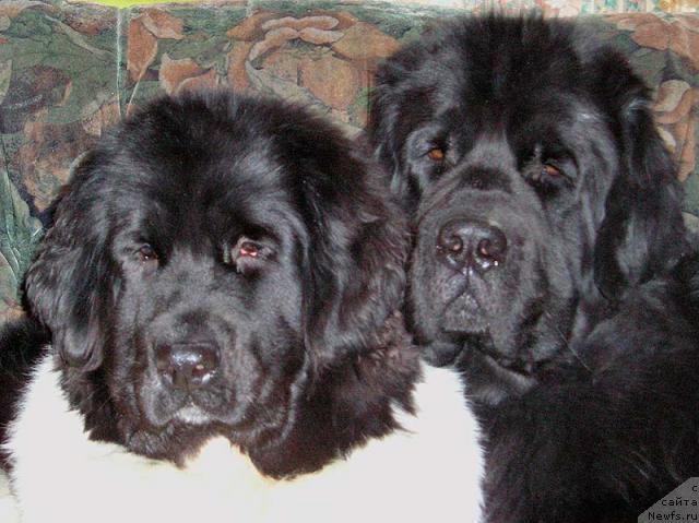 Фото: ньюфаундленд Fiamettahauz Behemoth at Ovatsia (Фиаметтахауз Бегемот эт Овация), ньюфаундленд Fiamettahauz Vinland Princess (Фиаметтахауз Винланд Принцесс)