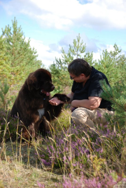 Фото: ньюфаундленд Aquatoriya Kelvin Heather Honey (Акватория Келвин Хизер Хани), Ekaterina Benken (Екатерина Бенкен)