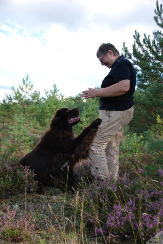 Фото: ньюфаундленд Aquatoriya Kelvin Heather Honey (Акватория Келвин Хизер Хани), Ekaterina Benken (Екатерина Бенкен)