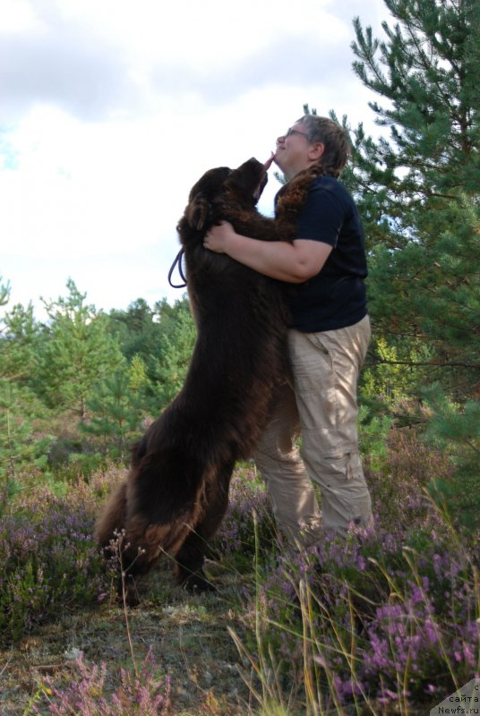Фото: ньюфаундленд Aquatoriya Kelvin Heather Honey (Акватория Келвин Хизер Хани), Ekaterina Benken (Екатерина Бенкен)