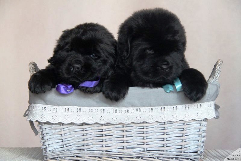 Фото: ньюфаундленд Moon Brook Valley of Violets (Моон Броок Валлей оф Виолетс), ньюфаундленд Moon Brook Very Like the Fairweather (Моон Броок Вери Лайк зе Файэвезер)