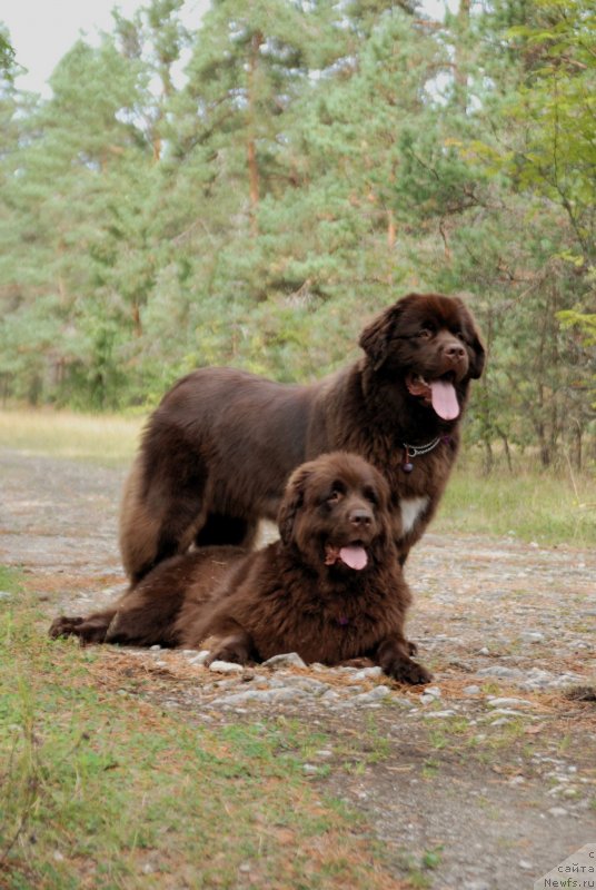 Фото: ньюфаундленд Aquatoriya Kelvin Heather Honey (Акватория Келвин Хизер Хани), ньюфаундленд Fann'yuf Aurika Abissiniya (Фанньюф Аурика Абиссиния)