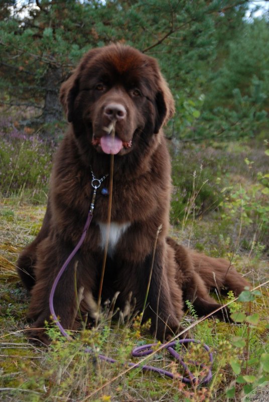 Фото: ньюфаундленд Aquatoriya Kelvin Heather Honey (Акватория Келвин Хизер Хани)