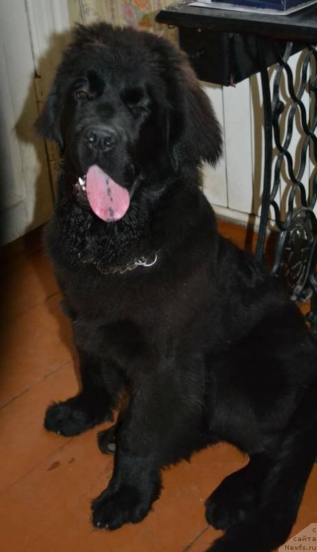 Фото: ньюфаундленд Chernaya Mafia Zoom Into Me (Черная Мафия Зоом Инто Ме)