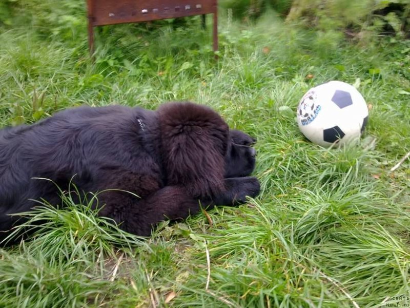 Фото: ньюфаундленд Chernaya Mafia Zoom Into Me (Черная Мафия Зоом Инто Ме)