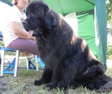 Фото: ньюфаундленд N'yufort Tancuyuschaya Koroleva (Ньюфорт Танцующая Королева)